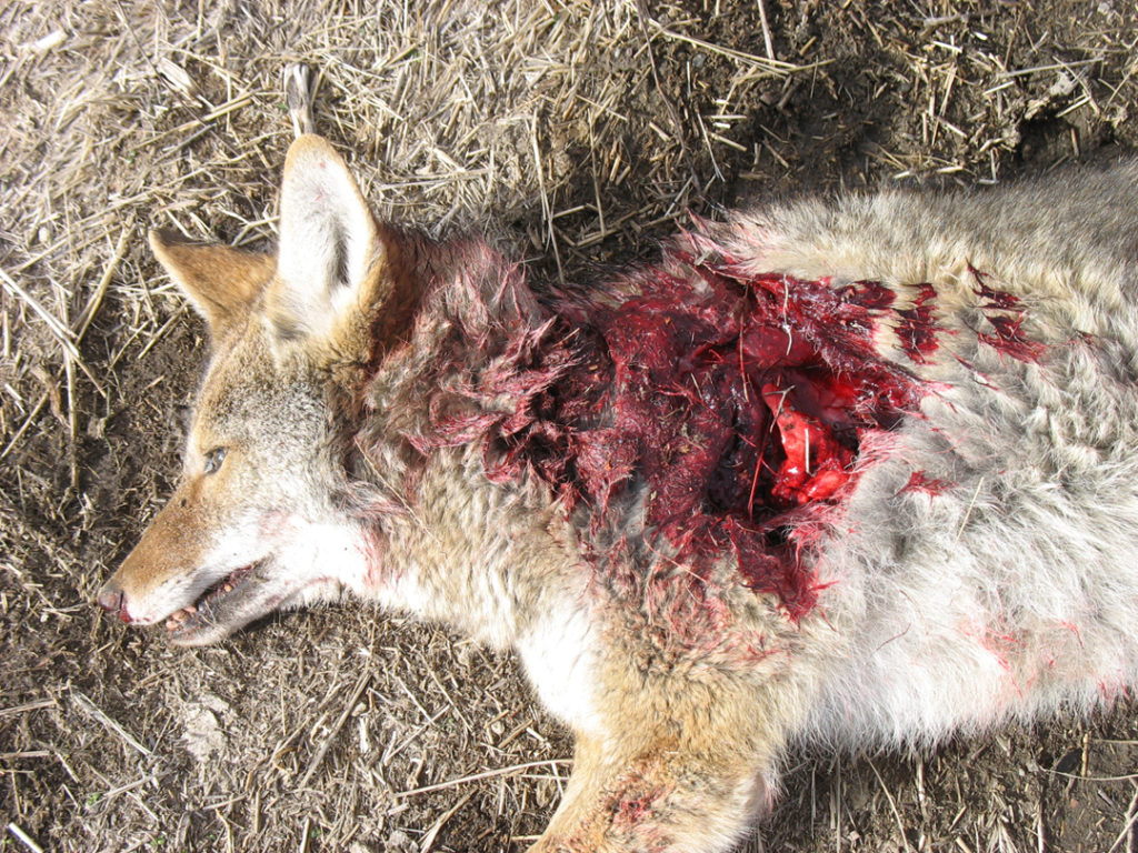 Messy coyote with .20-250