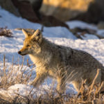 Coyote in December early morning light