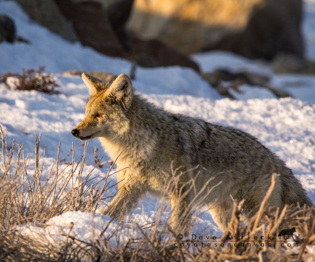 Winter Coyote On The Move