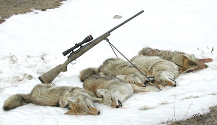 Dan C 5 Coyotes 17 Predator