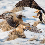 Hawks jousting in January