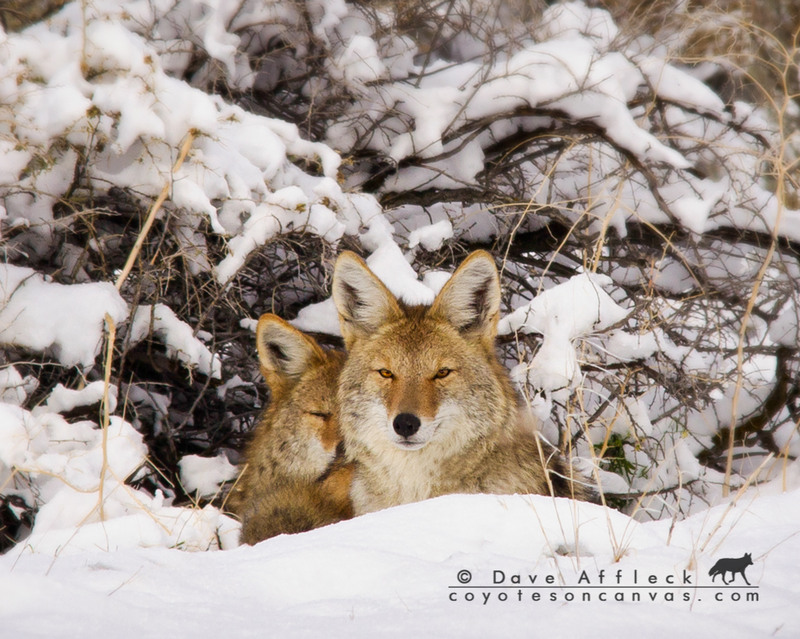 Coyotes snuggling in snow