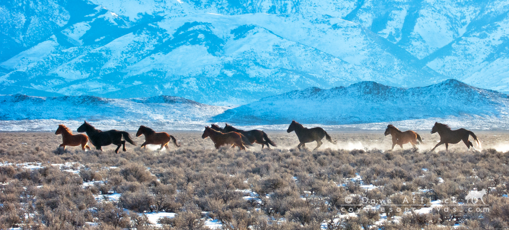 Mustangs raising snow dust on a 19 degrees below zero morning