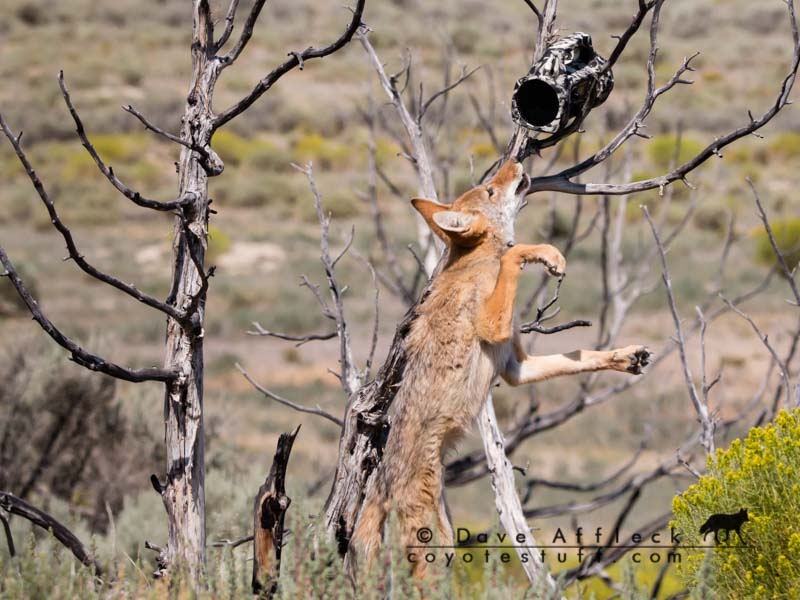 Coyote smelling foxpro call