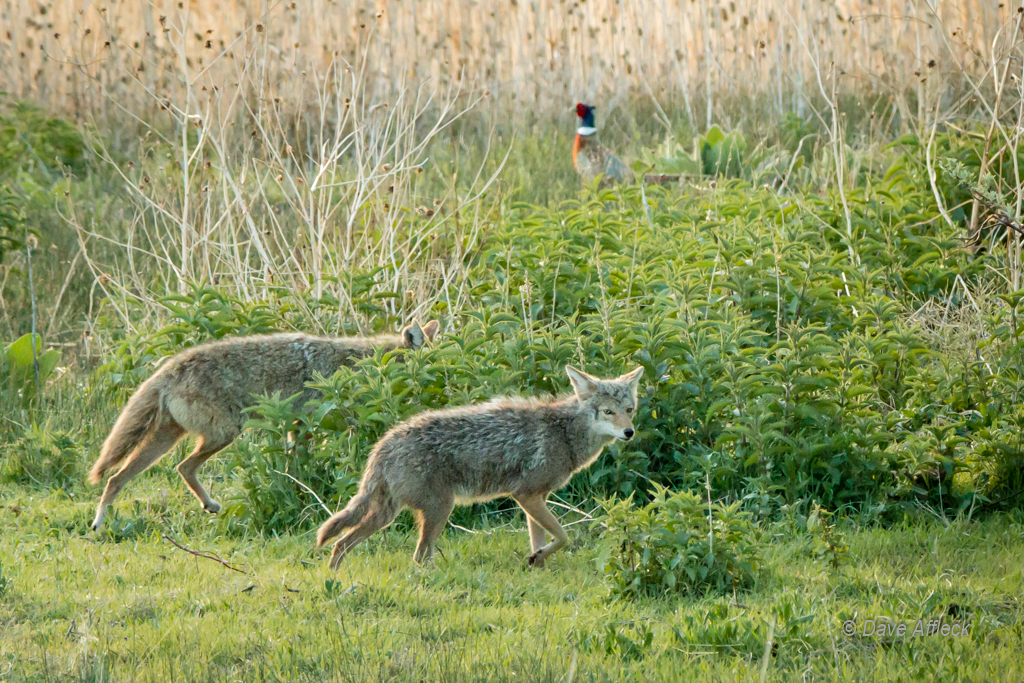 Mother and daughter coyotes on the hunt and missing an opportunity