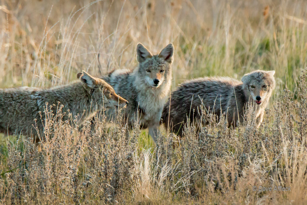 Alpha pair of coyotes with female pup