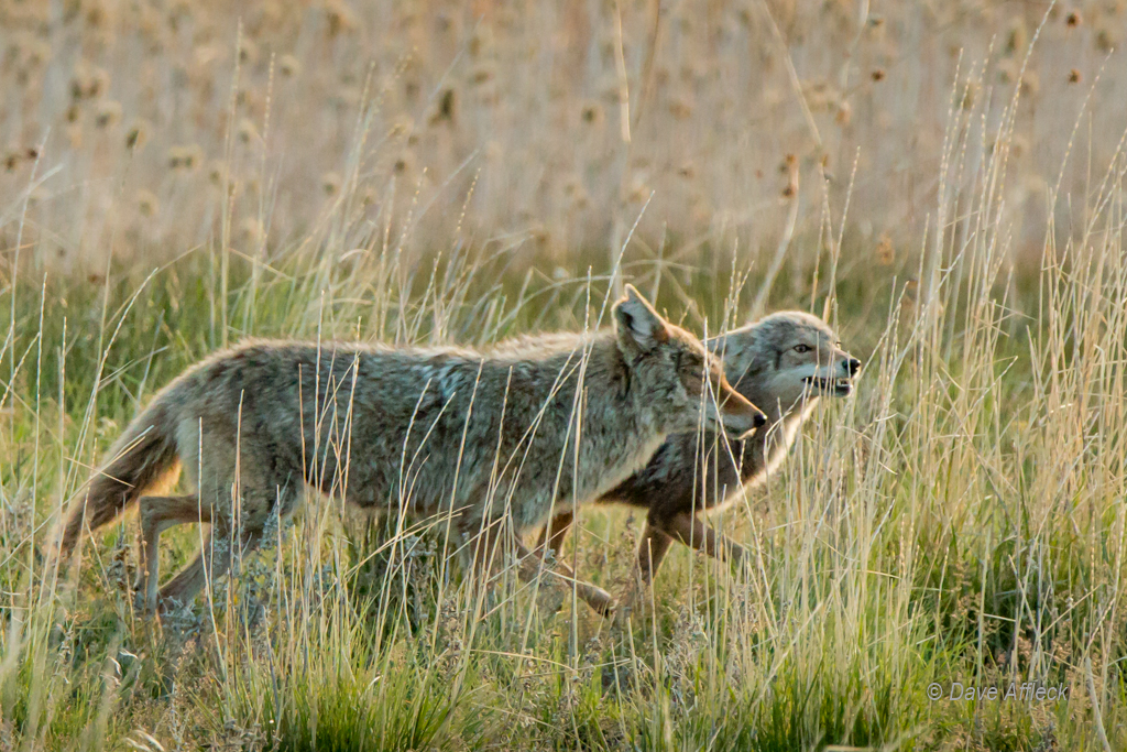 Mother and daughter coyote, note submissive posture of young coyote