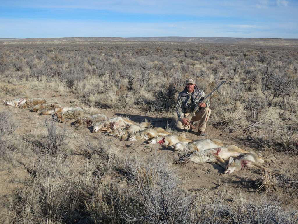 DAA with beloved .17 Predator and 14 dead coyotes