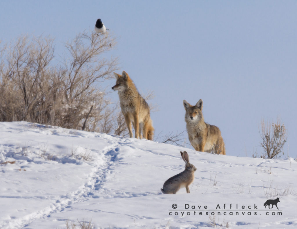 Two coyotes a magpie and a jackrabbit walk into a bar...