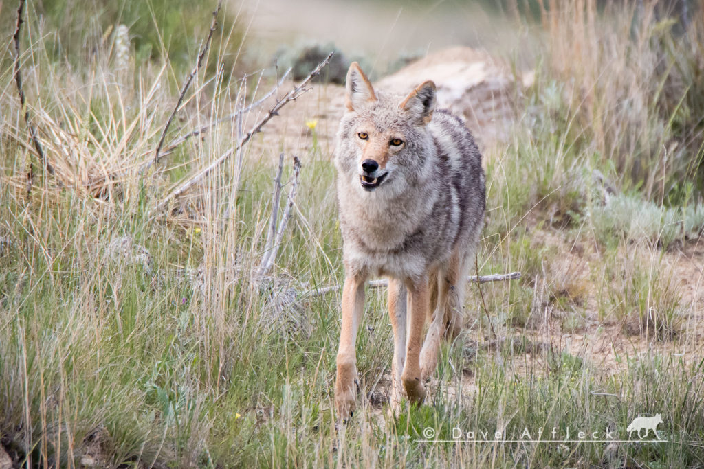 Alpha Male Coyote Running In