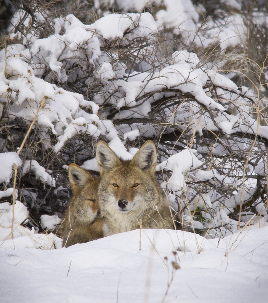Pair of coyotes bedded down in snow