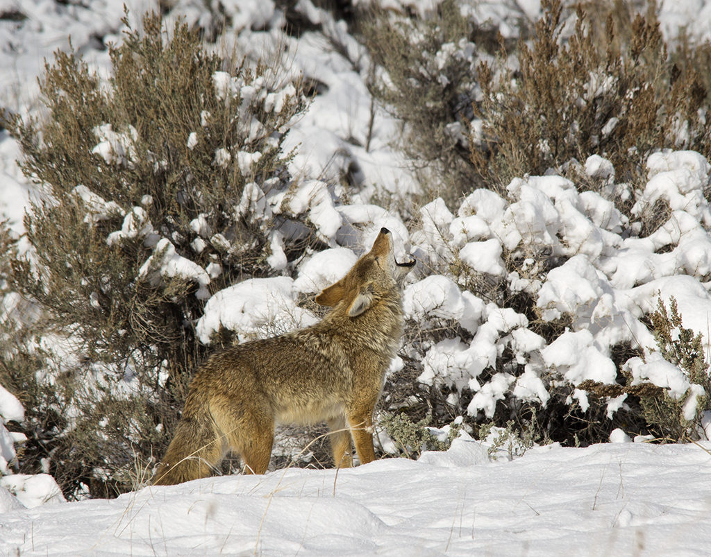 Howling coyote