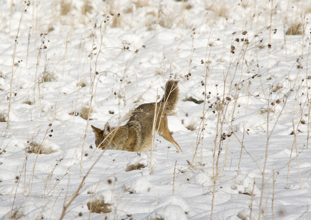 Coyote catching rodent under snow