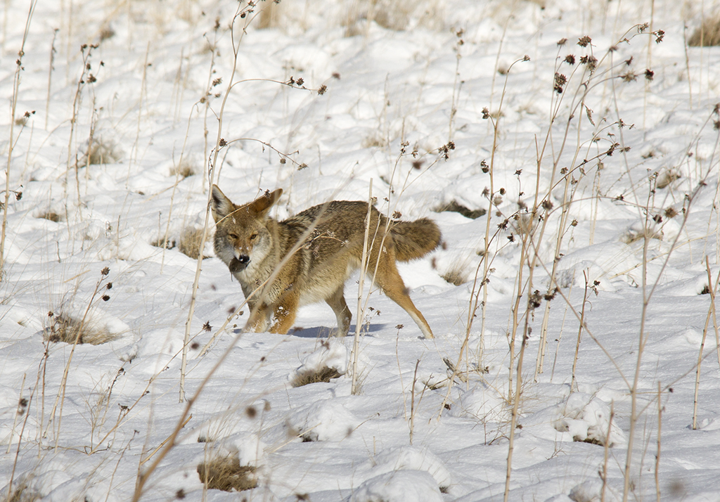 Coyote eating rodent