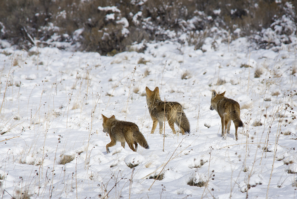 Coyote family going hunting