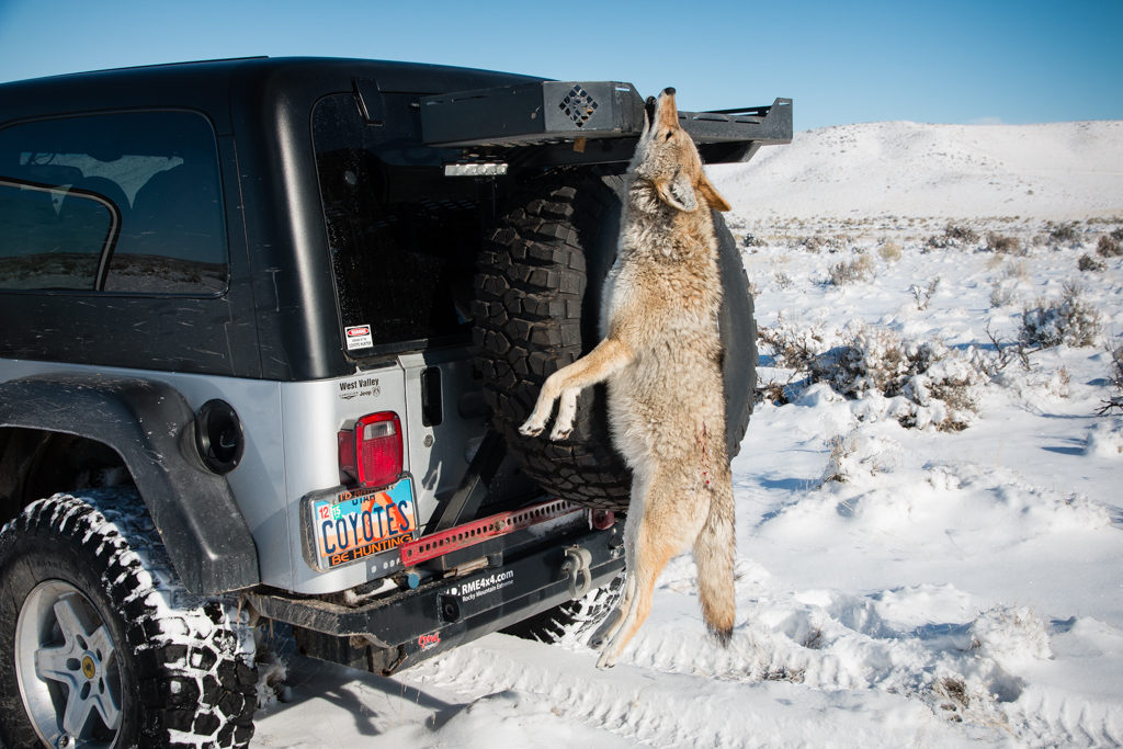 November coyote hanging on Jeep