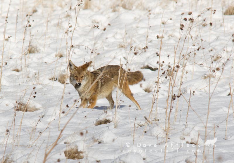 Coyote eating mouse