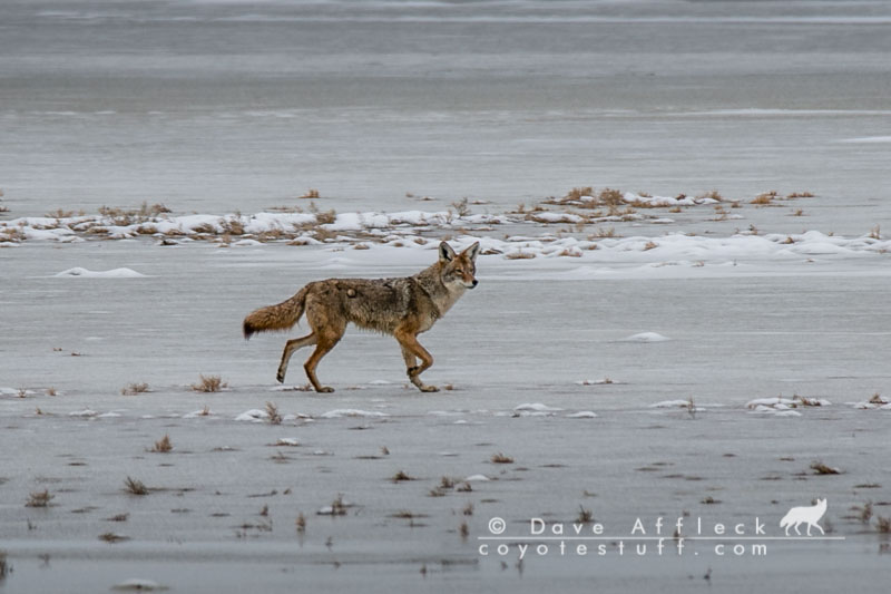 Coyote Basic Instincts -  A Coyote Is A Coyote!