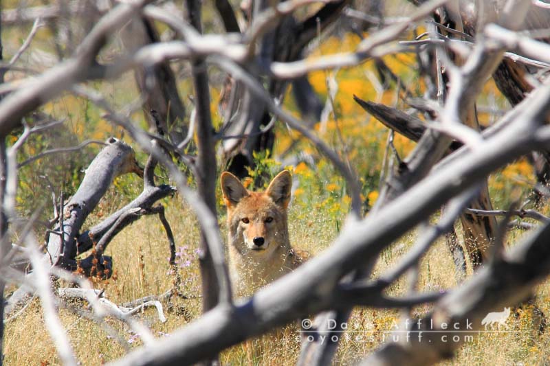 September coyote called to the camera