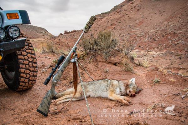 Southern Utah coyote taken in bare rocky ground