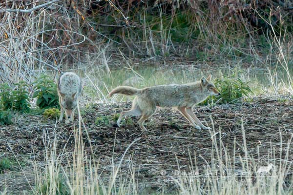 Territorial mated coyote pair marking their ground