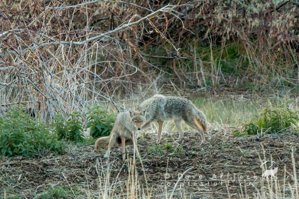 Territorial mated coyote pair engaged in marking behavior