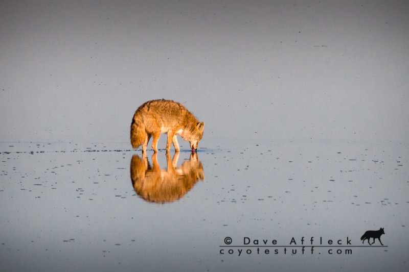 Coyote reflection in water