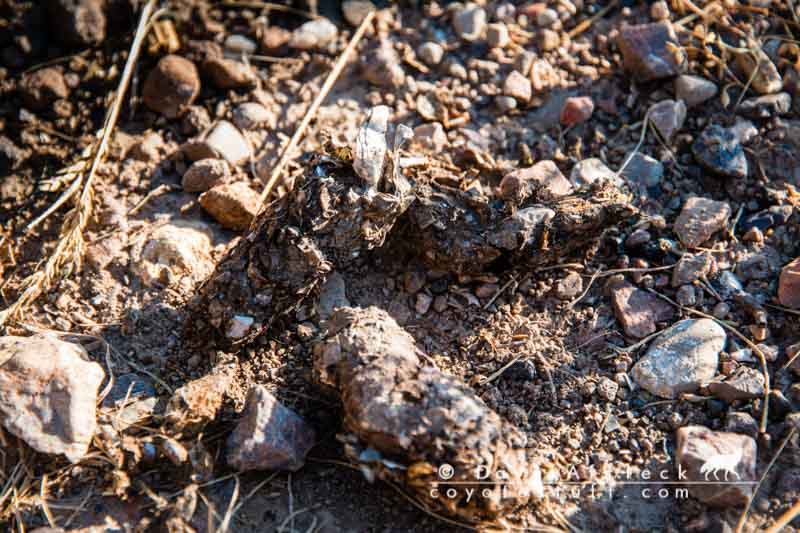 Coyote scat full of bugs