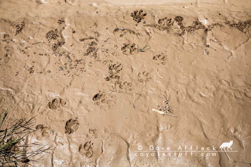 Fresh coyote track in mud