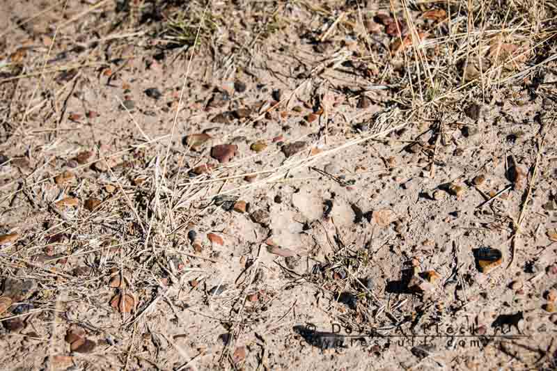 Coyote track on hard pan