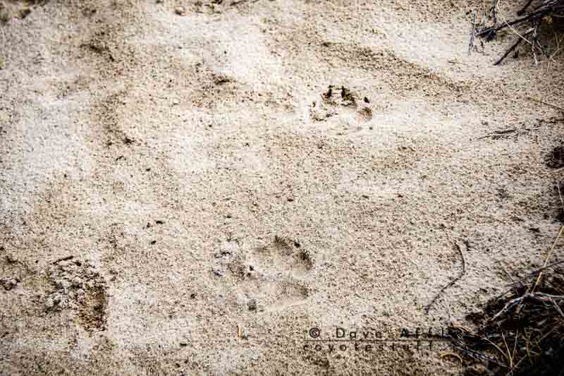 Fresh coyote track