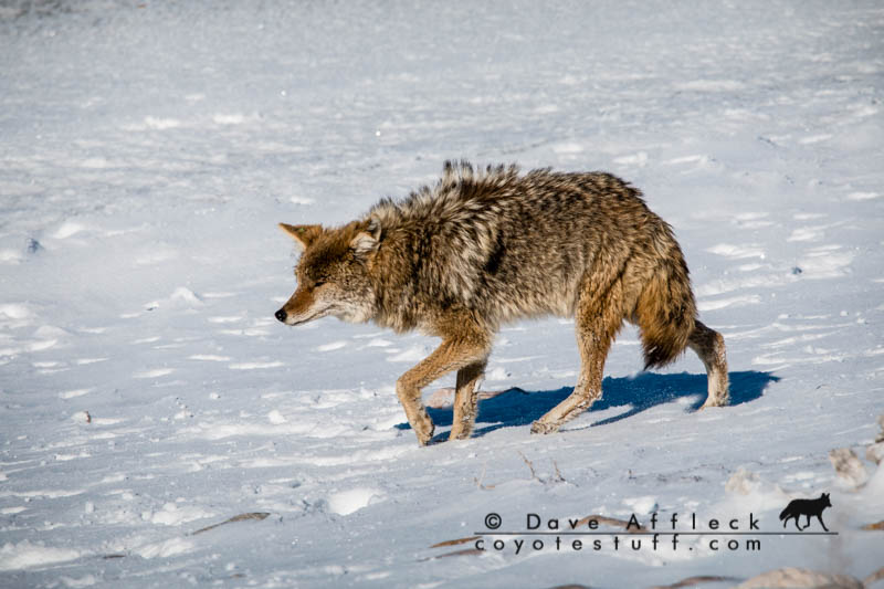 Coyote on snow